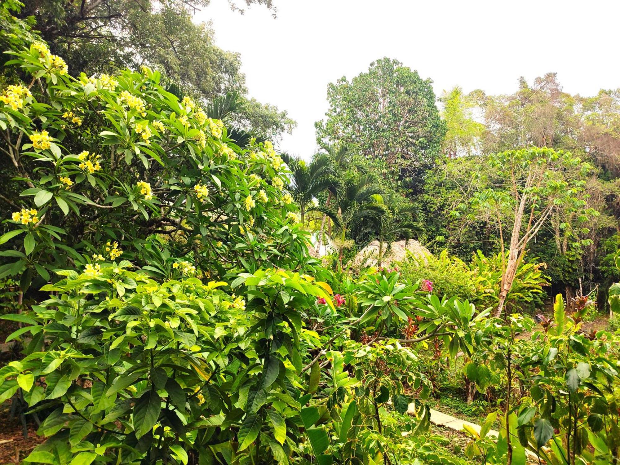 Maya Mountain Lodge San Ignacio Εξωτερικό φωτογραφία